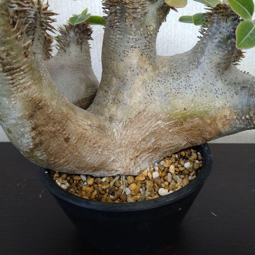 レア種 現地株 Pachypodium enigmaticum. Amazon.co.jp: △レア種 現地株 Pachypodium enigmaticum. : ホビー